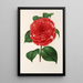 Camellia Don Carlos Ferdinando - Charles Antoine Lemaire — framed artwork on a wall