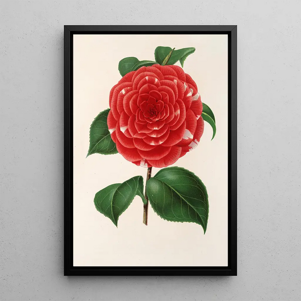 Camellia Don Carlos Ferdinando - Charles Antoine Lemaire — framed artwork on a wall