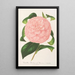 Reproduction of the painting Camellia Duchess of Nassau - Charles Antoine Lemaire