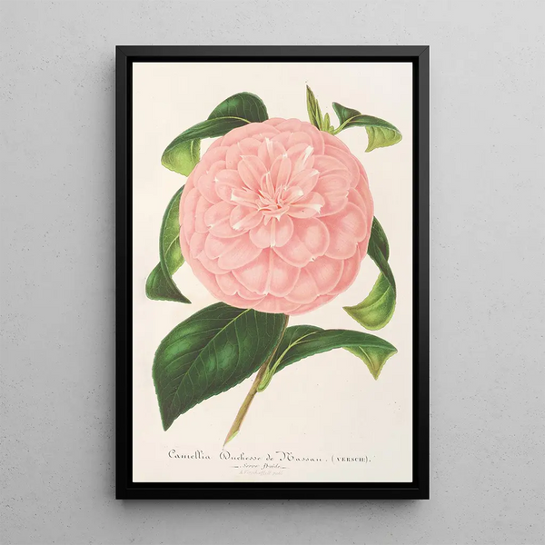 Reproduction of the painting Camellia Duchess of Nassau - Charles Antoine Lemaire