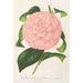 Reproduction of the painting Camellia Duchess of Nassau - Charles Antoine Lemaire