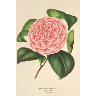 Charles Antoine Lemaire - Camellia Elvina Delli.webp