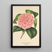 Camellia Elvina Delli - Charles Antoine Lemaire — framed artwork on a wall