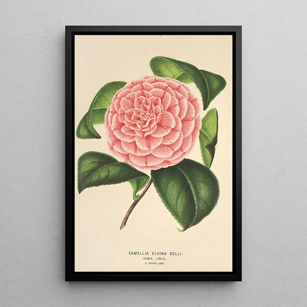 Camellia Elvina Delli - Charles Antoine Lemaire — framed artwork on a wall