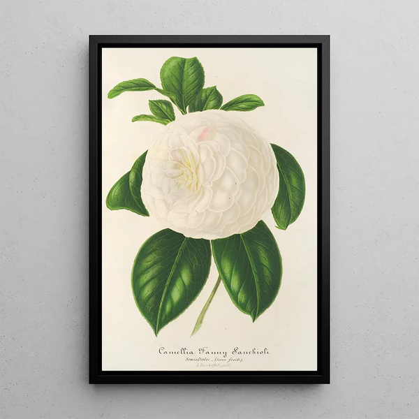 Camellia Fanny Sanchioli - Charles Antoine Lemaire — framed artwork on a wall