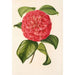 Camellia Francesco Burlamachi - Charles Antoine Lemaire — artwork view