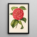 Camellia Francesco Burlamachi - Charles Antoine Lemaire — framed artwork on a wall