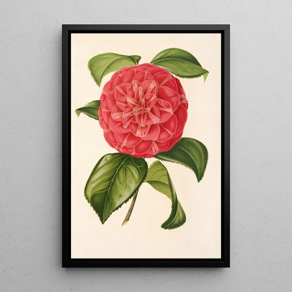 Camellia Francesco Burlamachi - Charles Antoine Lemaire — framed artwork on a wall