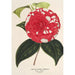 Camellia Giardino Santarelli - Charles Antoine Lemaire — artwork view