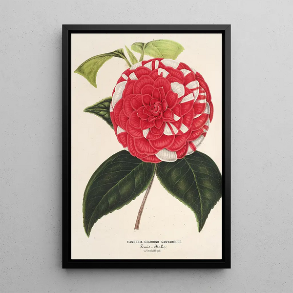 Camellia Giardino Santarelli - Charles Antoine Lemaire — framed artwork on a wall