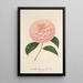 Reproduction of the painting Camellia Giardino Schmitz - Charles Antoine Lemaire