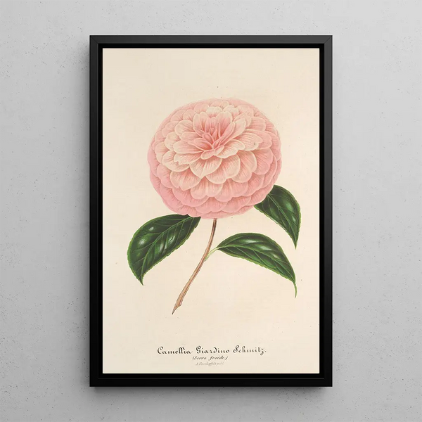 Reproduction of the painting Camellia Giardino Schmitz - Charles Antoine Lemaire