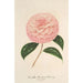 Reproduction of the painting Camellia Giardino Schmitz - Charles Antoine Lemaire