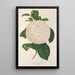 Reproduction of the painting Camellia Giuseppe Biasi - Charles Antoine Lemaire