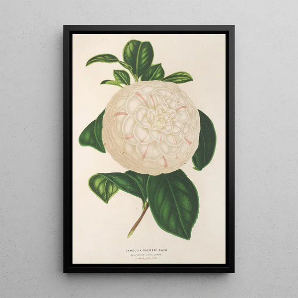Reproduction of the painting Camellia Giuseppe Biasi - Charles Antoine Lemaire