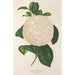 Reproduction of the painting Camellia Giuseppe Biasi - Charles Antoine Lemaire