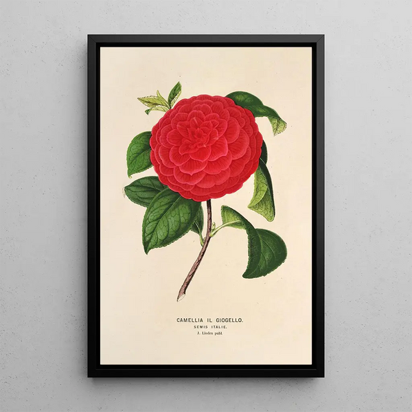 Reproduction of the painting Camellia Il Giogello - Charles Antoine Lemaire