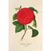 Reproduction of the painting Camellia Il Giogello - Charles Antoine Lemaire