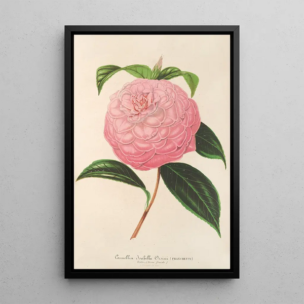 Camellia Isabella Orsini Franchetti - Charles Antoine Lemaire — framed artwork on a wall