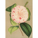 Camellia Luisa Bartoloni - Charles Antoine Lemaire — artwork view