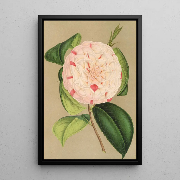 Camellia Luisa Bartoloni - Charles Antoine Lemaire — framed artwork on a wall