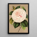Reproduction of the painting Camellia Madame Cachet - Charles Antoine Lemaire