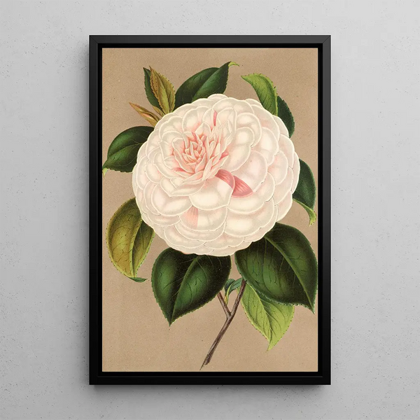 Reproduction of the painting Camellia Madame Cachet - Charles Antoine Lemaire