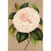 Reproduction of the painting Camellia Madame Cachet - Charles Antoine Lemaire