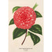 Camellia Madame Rudolph Abel - Charles Antoine Lemaire — artwork view