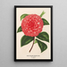 Camellia Madame Rudolph Abel - Charles Antoine Lemaire — framed artwork on a wall