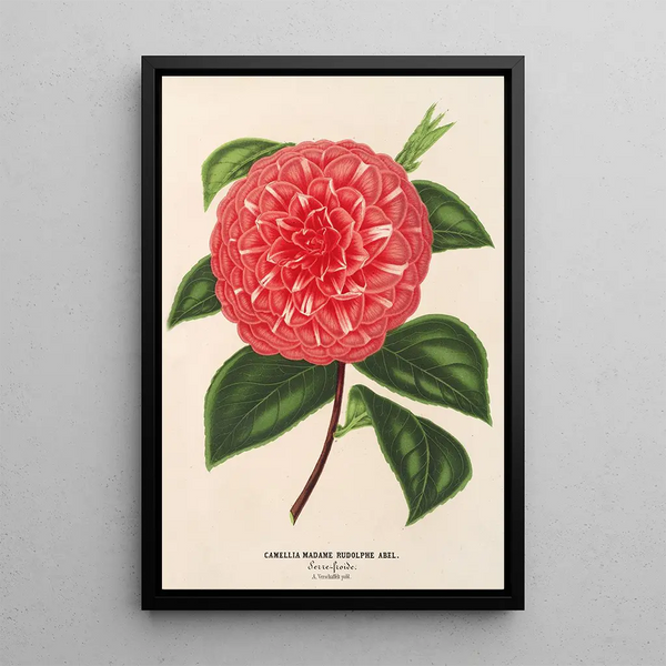 Camellia Madame Rudolph Abel - Charles Antoine Lemaire — framed artwork on a wall