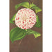 Camellia Madame Verschaffelt - Charles Antoine Lemaire — artwork view