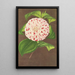 Camellia Madame Verschaffelt - Charles Antoine Lemaire — framed artwork on a wall