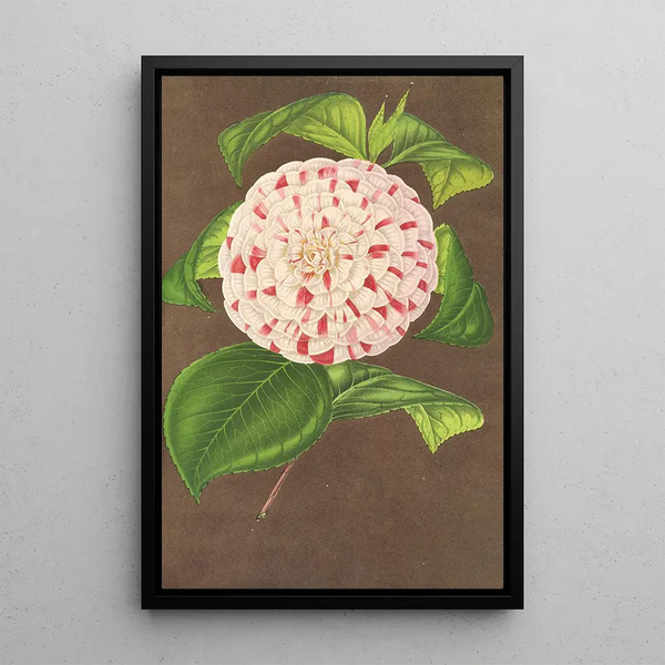 Camellia Madame Verschaffelt - Charles Antoine Lemaire — framed artwork on a wall