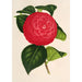 Camellia Marchesa Davia - Charles Antoine Lemaire — artwork view