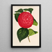 Camellia Marchesa Davia - Charles Antoine Lemaire — framed artwork on a wall