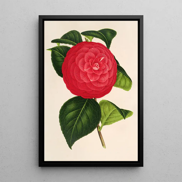 Camellia Marchesa Davia - Charles Antoine Lemaire — framed artwork on a wall