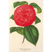 Camellia Marianna Talenti - Charles Antoine Lemaire — artwork view