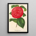 Camellia Marianna Talenti - Charles Antoine Lemaire — framed artwork on a wall