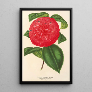 Charles Antoine Lemaire - Camellia Marianna Talenti.webp