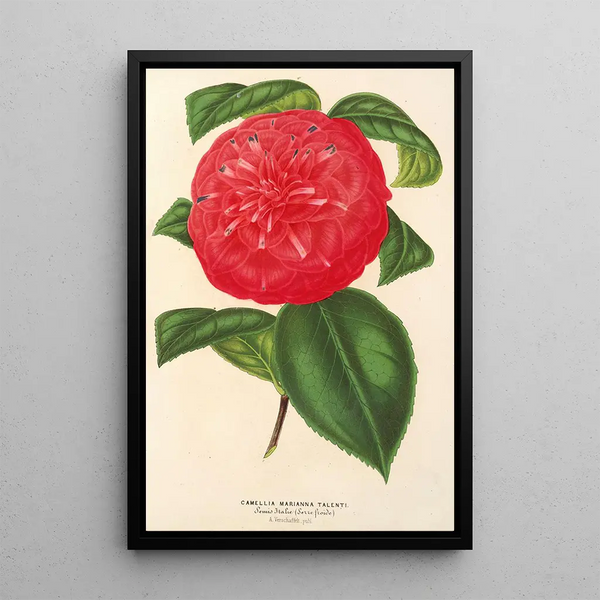 Camellia Marianna Talenti - Charles Antoine Lemaire — framed artwork on a wall
