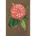 Camellia Matteo Malfino hybride - Charles Antoine Lemaire — artwork view