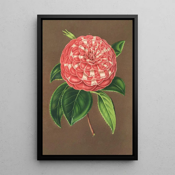 Camellia Matteo Malfino hybride - Charles Antoine Lemaire — framed artwork on a wall