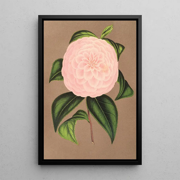 Reproduction of the painting Camellia Mistress Dombrain - Charles Antoine Lemaire