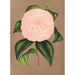 Reproduction of the painting Camellia Mistress Dombrain - Charles Antoine Lemaire