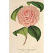 Camellia Mme de Cannart d'Hamal - Charles Antoine Lemaire — artwork view