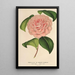 Camellia Mme de Cannart d'Hamal - Charles Antoine Lemaire — framed artwork on a wall