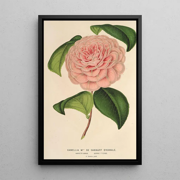 Camellia Mme de Cannart d'Hamal - Charles Antoine Lemaire — framed artwork on a wall
