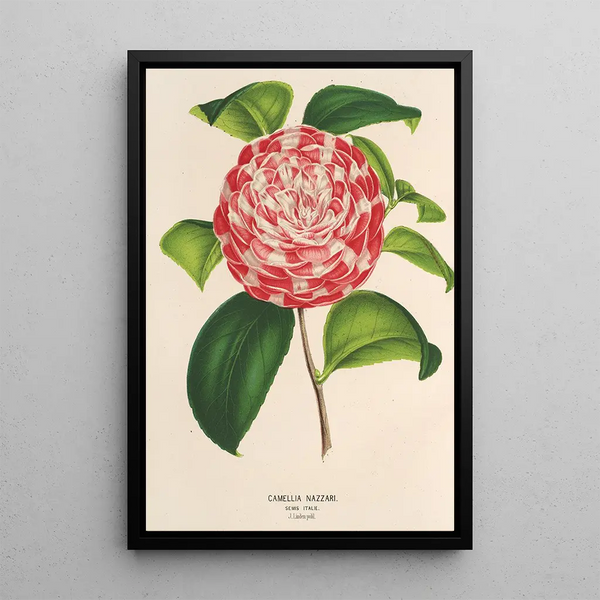 Camellia Nazzari - Charles Antoine Lemaire — framed artwork on a wall