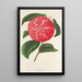 Camellia Ninfa del Tebro - Charles Antoine Lemaire — framed artwork on a wall